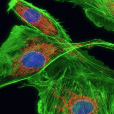 熒光顯微鏡的結(jié)構(gòu)里用到幾片濾光片？